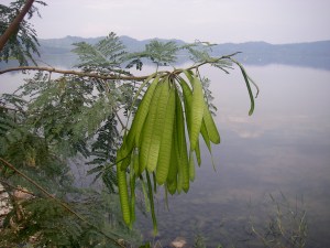 The PDRA project will descover more about past vegetation and climate change in Lake Bosumtwi (Ghana)
