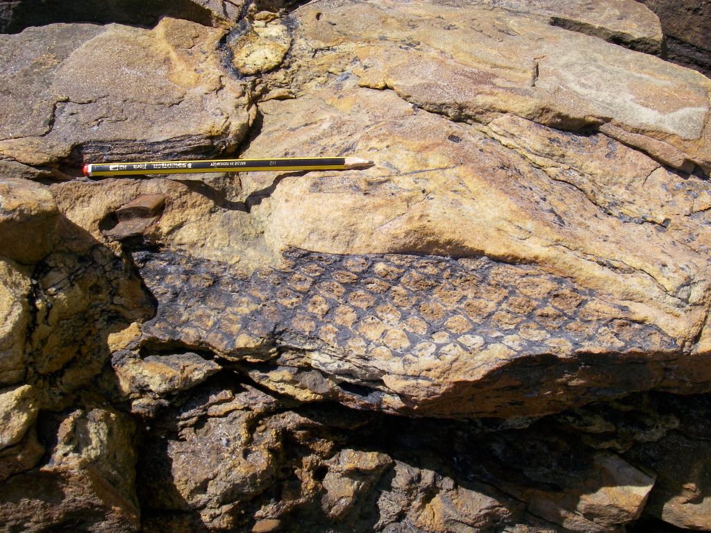 Lepidodenderon Lepidodenderon