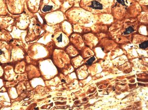 Section of fossil wood from Ecuador