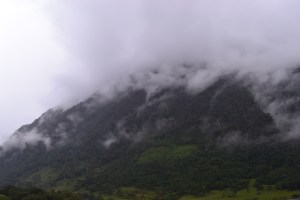 Cloud forest
