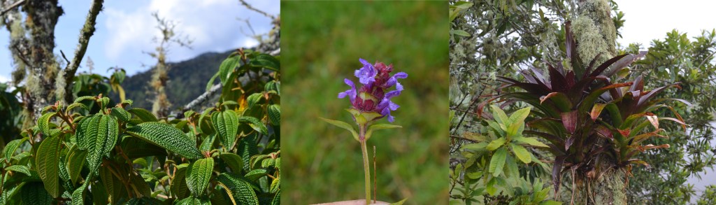 Flora at Huila (Melastomataceae, Tripholium and Bromeliaceae as an epiphyte)