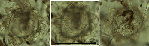 Tardigrade egg found in Ghanaian pollen trap by Adele