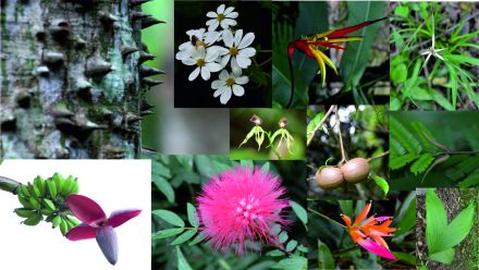 A very small selection of the plants we sampled and identified during the course (Photographs by Anna Turbelin and Nick Loughlin)