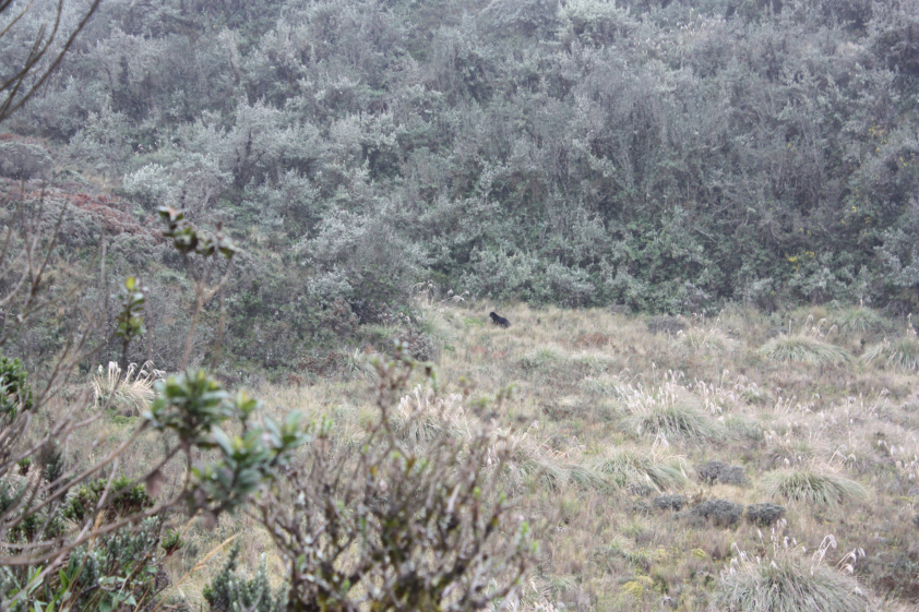 An Andean bear, or a black dog?