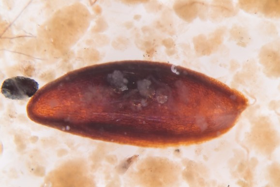 Unknown macro-fossil JdK-type2