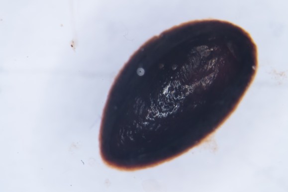 Unknown macro-fossil JdK-type6