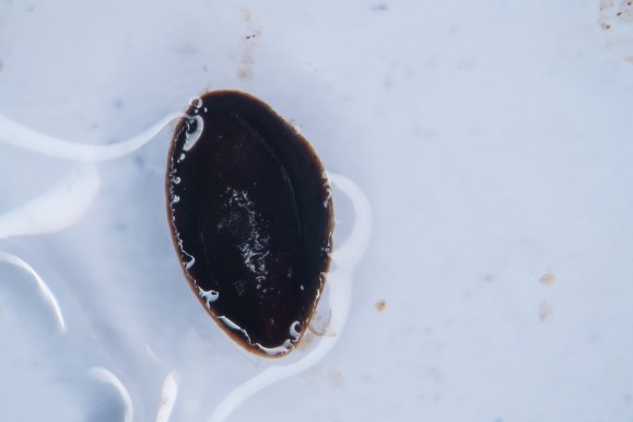 Unknown macro-fossil JdK-type6