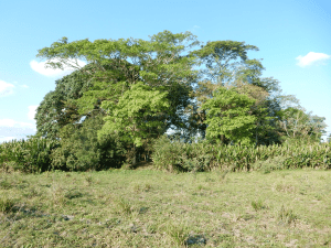 Forest island in the Llanos de Moxos savannas. Photo: C. McMichael