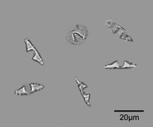 Heliconia phytoliths are commonly found in soils and sediments and indicate past openings in the forest canopy (disturbances).
