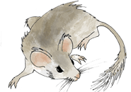 Neotoma Packrat