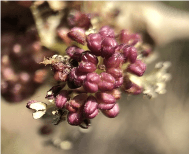 Among the Ash anthers you can see some that release their yellow pollen.